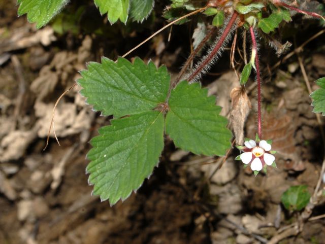 Dei minuscoli fiorellini bianchi ...:  Potentilla micrantha
